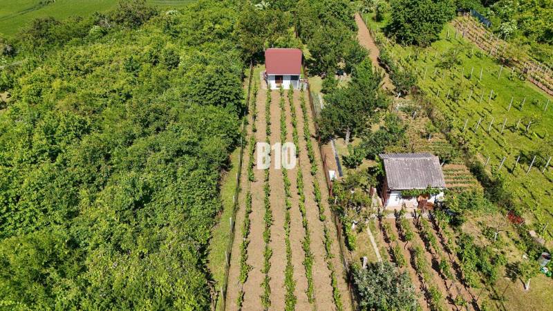 Weinberge in Nitra mit zwei Häuschen, umgeben von üppigem Grün und regelmäßigen Reihen von Weinreben.
