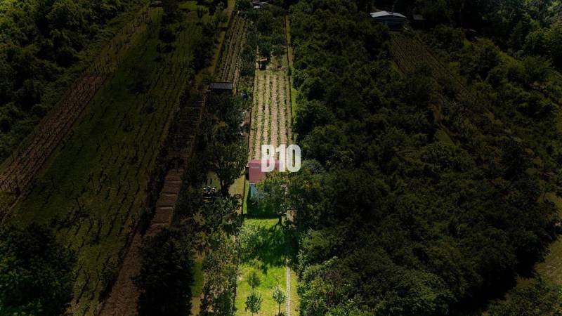 Weinberge bei Nitra, umgeben von Grün, mit einem kleinen Gebäude auf dem Grundstück.