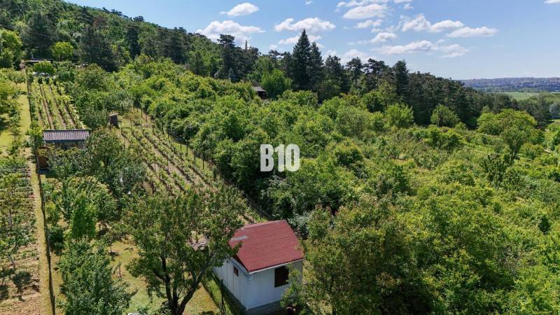 Weinberge in der Umgebung von Nitra, umgeben von grünen Wäldern und einem kleinen Gartenhäuschen.
