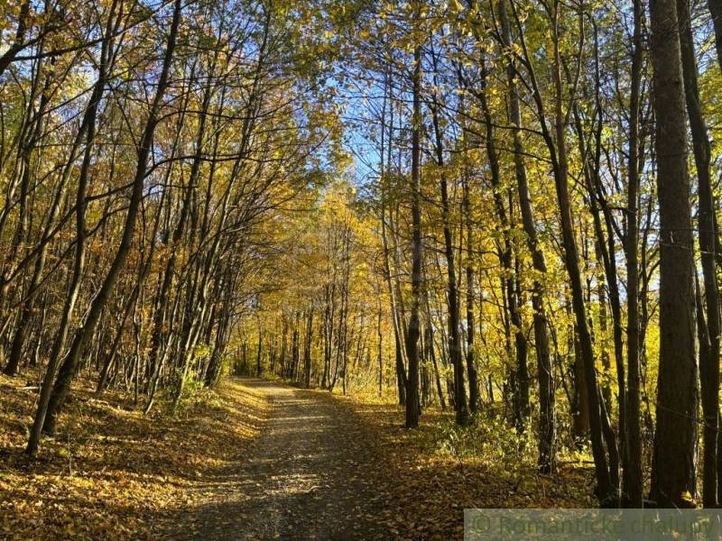 Herbstwald in Sološnica mit einem sonnigen Weg, umgeben von goldenen Blättern.