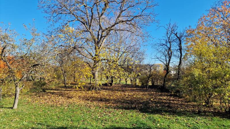 Bäume und Laub im Garten des Einfamilienhauses in der Okružná-Straße in Zemplínska Teplica.