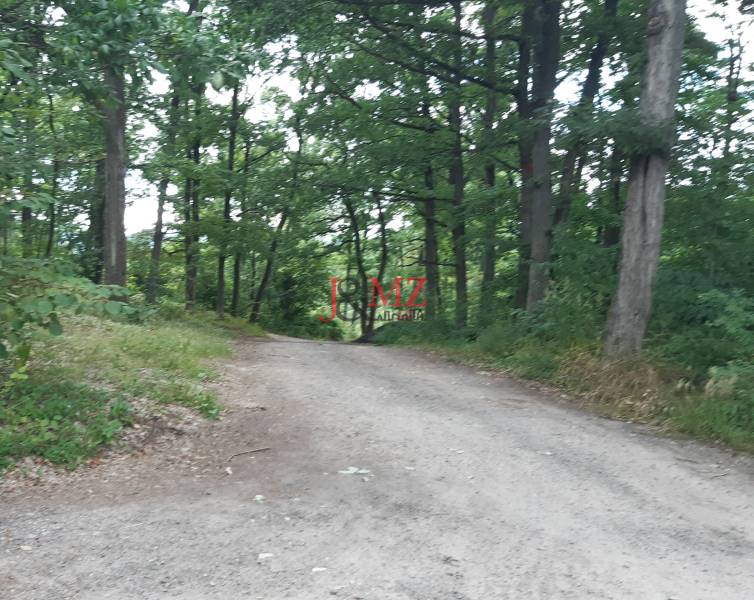 Waldweg auf den Erholungsgrundstücken in Horné Jabloňovce, umgeben von dichtem Baumbestand.