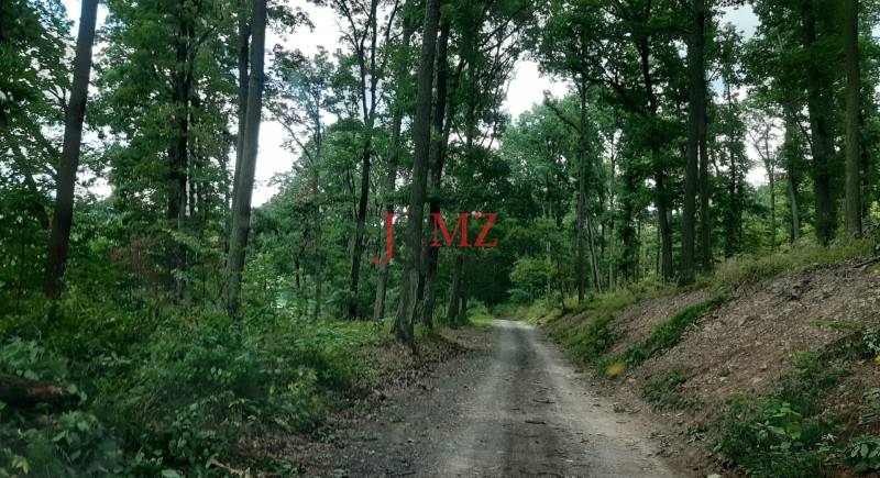 Ein Waldweg in den Erholungsgebieten an der Straße Horné Jabloňovce in Jabloňovce, umgeben von Bäumen.