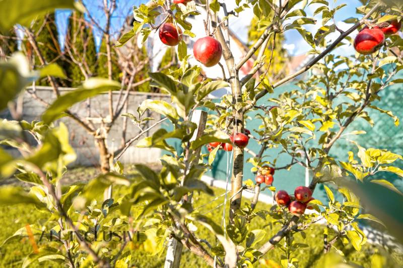 Ein Apfelbaum mit roten Früchten im Garten eines Einfamilienhauses in Dunajská Streda.