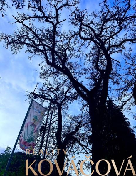 Der Baum auf der M.R. Štefánik Straße in Trenčín; Etikett geprüfter Büroqualität.