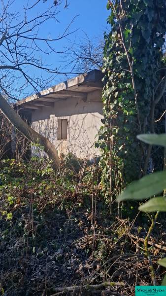 Ein verwachsener Garten rund um die Hütte in Suchá nad Parnou mit dichtem Bewuchs und Bäumen.