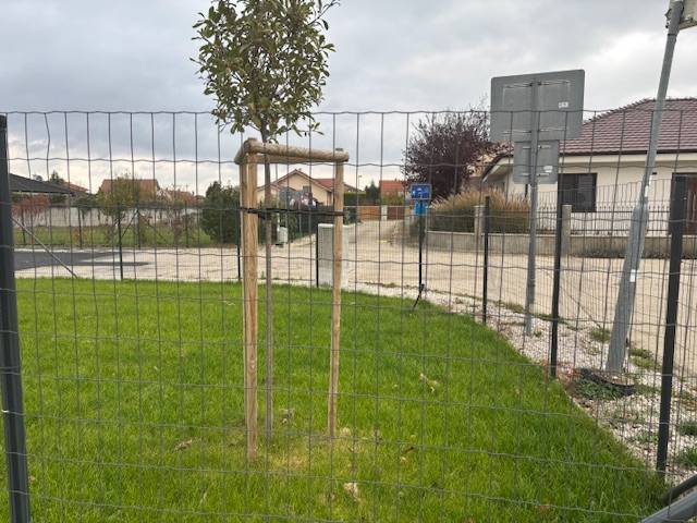 Der Garten in der Fialkova-Straße in Tomášov mit einem jungen Baum, hinter dem Zaun ein Einfamilienhaus.