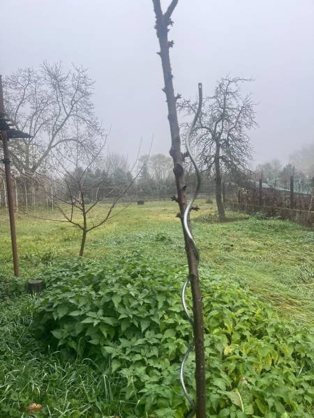 Nebel verhüllt den Garten beim Einfamilienhaus in Dlhá nad Váhom, mit Obstbäumen.
