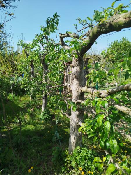 Obstbäume im Garten in Šaľa mit jungen grünen Blättern, blauer Himmel.