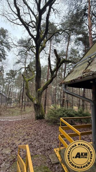 Eine Waldhütte in Kováčová mit einer hölzernen Aussicht, einer Treppe und mit Moos bewachsenen Bäumen.