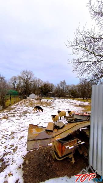 Schafe und Hund auf verschneiten Grundstücken in der Friedensstraße in Krásnohorské Podhradie.