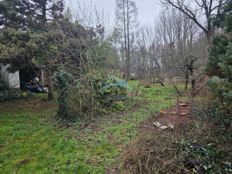 Der Garten eines Einfamilienhauses in Hont mit dichter Vegetation und einem Holzbau im Hintergrund.