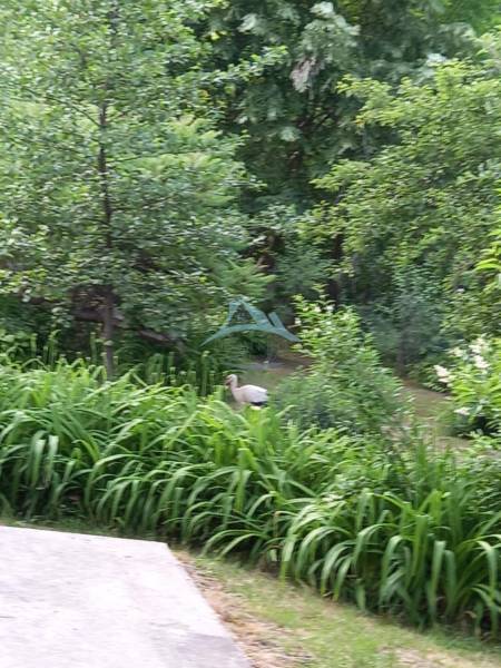 Der Garten beim Einfamilienhaus in Hont mit einem Storch zwischen dem Grün und den Bäumen.