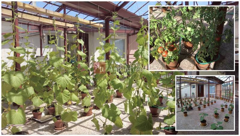 Ein Gewächshaus voller angebauter Pflanzen und Tomaten in einem Einfamilienhaus.