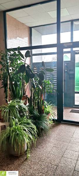 Eingangsbereich einer 3-Zimmer-Wohnung mit großen Fenstern und grünen Zimmerpflanzen.