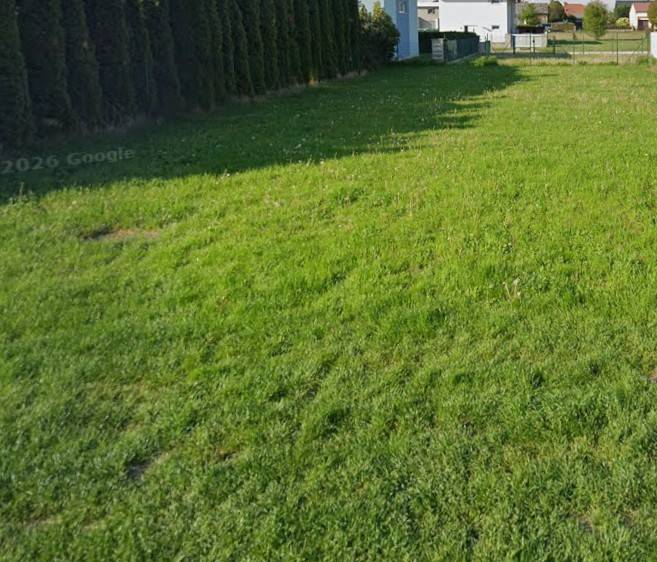 Grasgrundstück zum Wohnen in Kittsee mit Nadelbäumen am Rand.