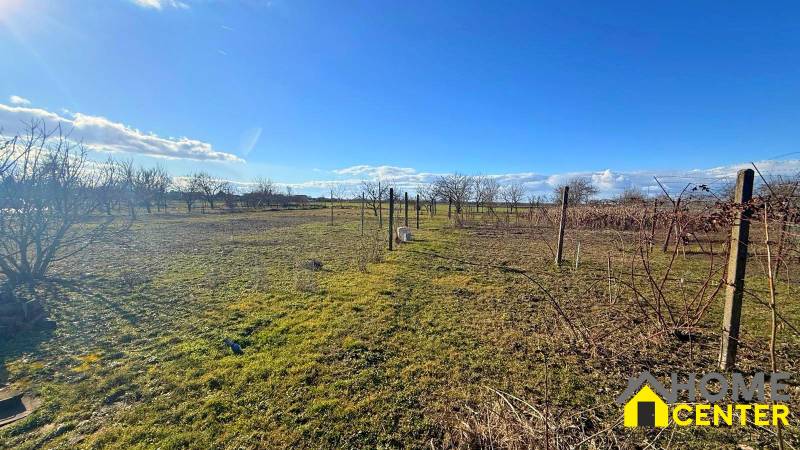 Grundstück bei einem Einfamilienhaus in Iža mit Obstbäumen und Weinreben an einem sonnigen Tag.