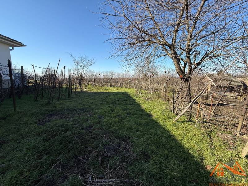 Grundstück in der Cintorínska-Straße in Svätý Peter mit Weinreben und Bäumen.