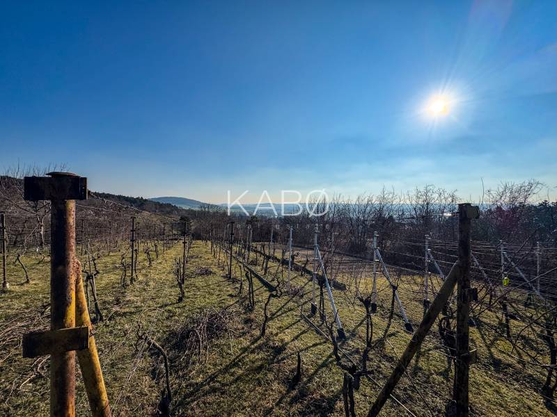 Weinberge in Nitra in der Ambrova-Straße, ein sonniger Tag mit klarem Himmel und Blick auf die Hügel.