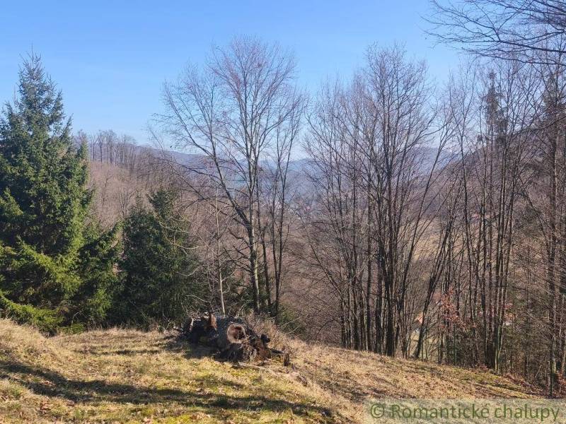 Der herbstliche Natur in den Gärten von Nová Baňa mit sichtbaren Nadelbäumen und Grasbewuchs.