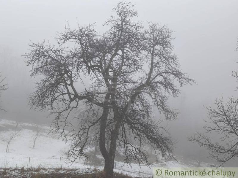 Nebel in den Gärten in Nová Baňa, Baum ohne Blätter, verschneite Landschaft.