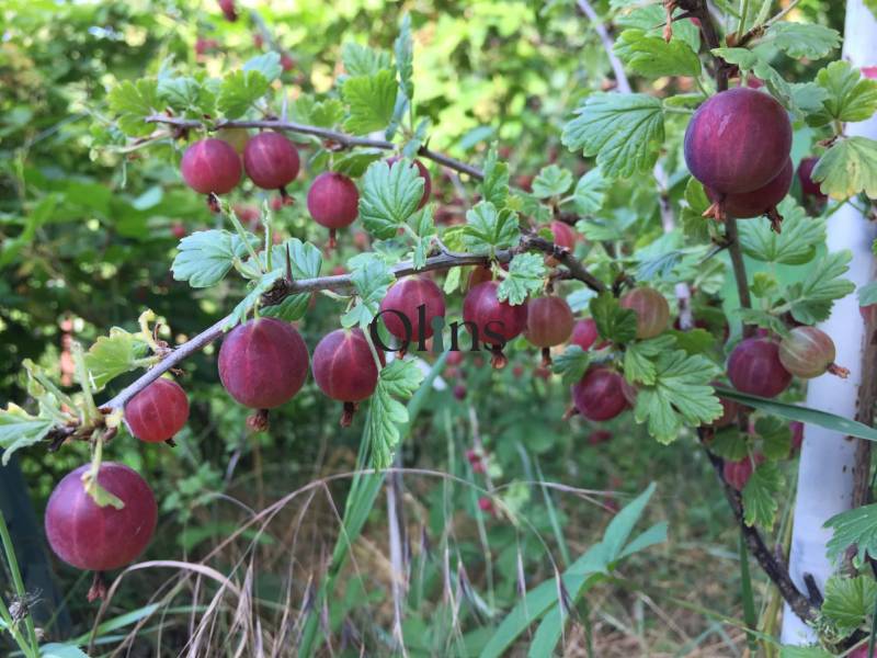 Krysliky in roten Beeren in den Gärten von Nitra, umgeben von grünem Laub und Gras.
