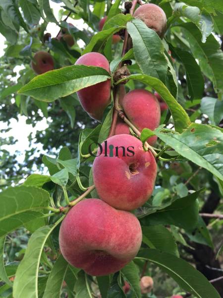 Ein Baum in den Gärten von Nitra mit reifen Plattpfirsichen an den Zweigen.