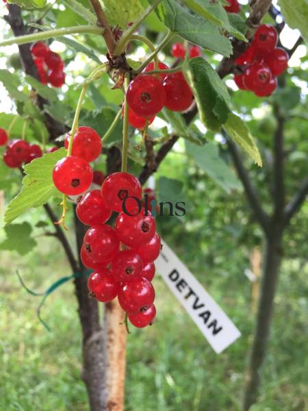Rote Johannisbeeren am Baum in den Gärten in Nitra mit dem Schild 