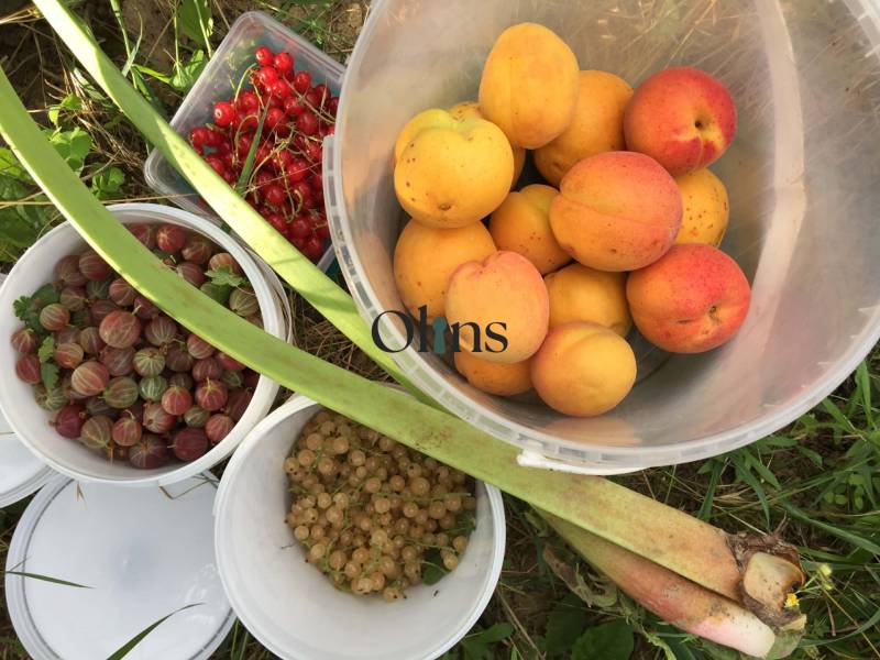 Frisches Obst aus den Gärten in Nitra: Aprikosen, Stachelbeeren, Johannisbeeren und Rhabarber.