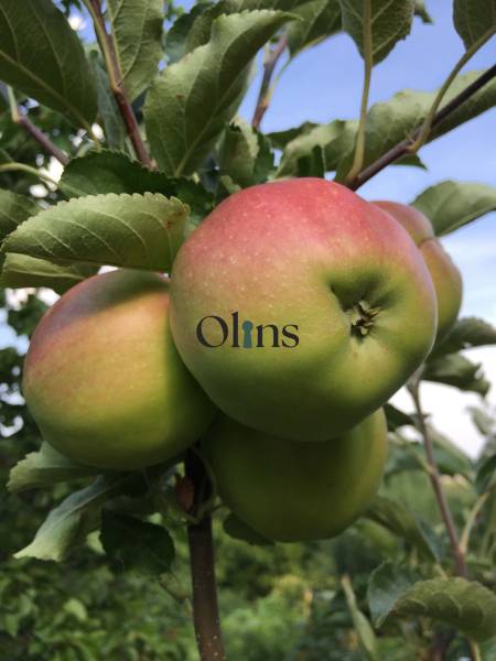 Reife Äpfel am Baum in den Gärten bei Nitra unter blauem Himmel.