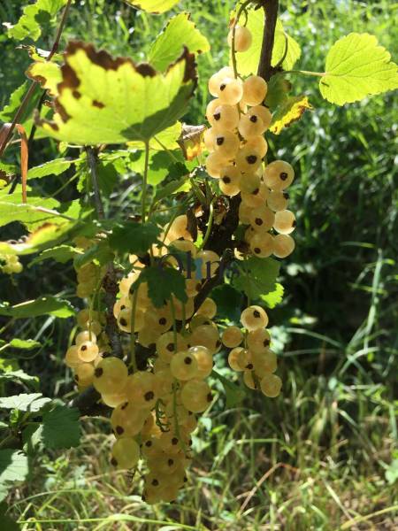 Weiße Johannisbeeren in sonnigen Gärten in Nitra, umgeben von Grün und Blättern.
