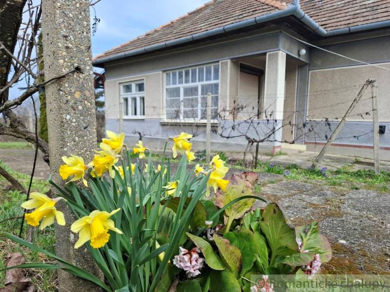 Gelbe Narzissen vor dem Einfamilienhaus in Ľuba schaffen eine Frühlingsatmosphäre.
