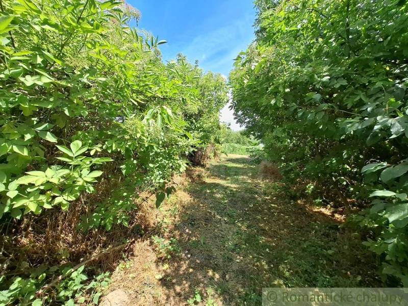 Ein natürlicher Weg gesäumt von dichter grüner Vegetation in den Gärten in Kamenný Most.