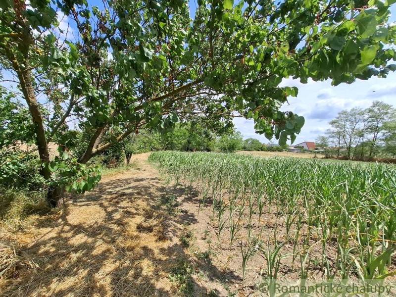 Ein Obstgarten und Gemüsegarten in Kamenný Most mit einem Laubbaum und einem Feld.