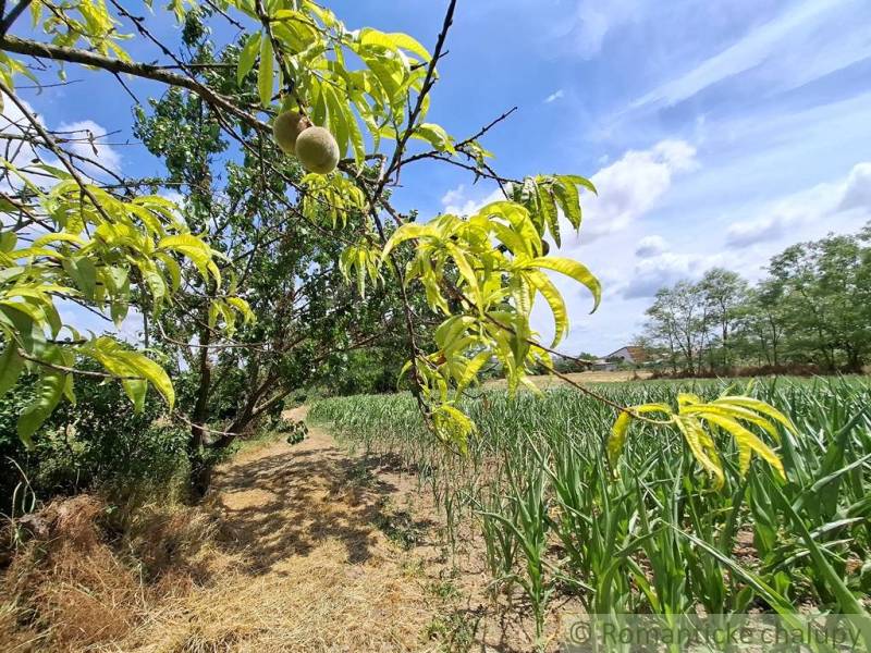 Ein Obstbaum und ein Feld im Garten der Steinernen Brücke unter blauem Himmel.