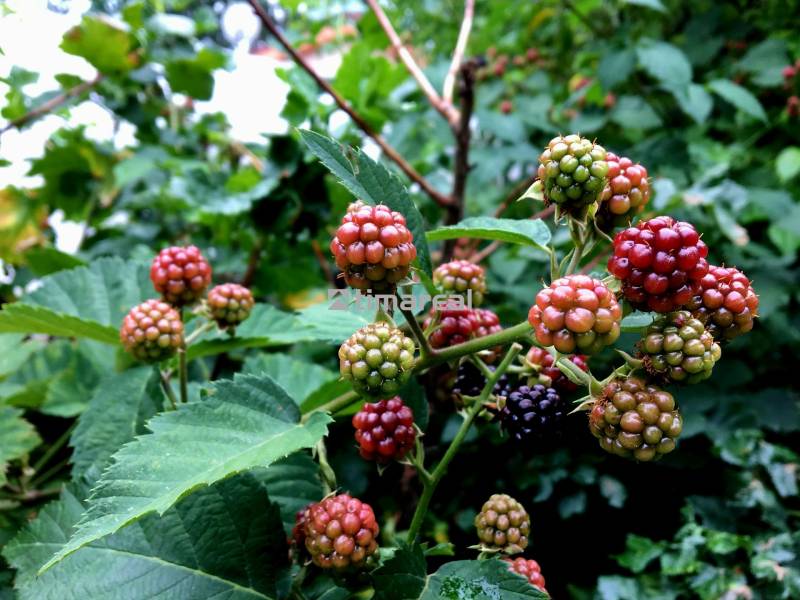 Reife und unreife Brombeeren im Garten eines Einfamilienhauses bei Bohdanovce nad Trnavou, umgeben von Blättern.