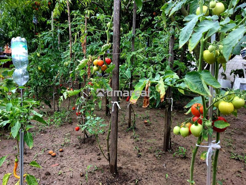 Ein Garten in Bohdanovce nad Trnavou mit Tomaten und Paprika bei einem Einfamilienhaus.