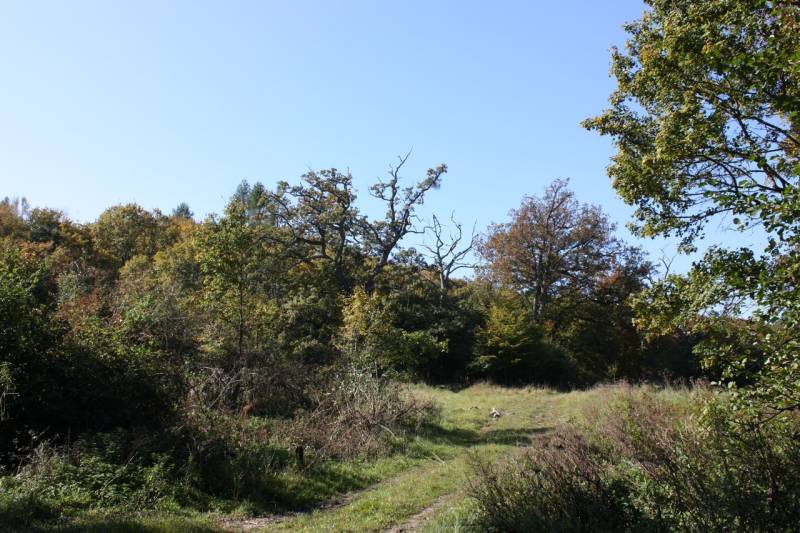 Ein Waldweg auf landwirtschaftlichen und forstwirtschaftlichen Flächen in Zlatníky, umgeben von Bäumen und Gras.