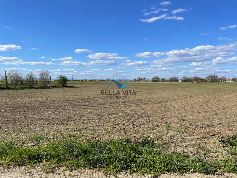 Ein weites Feld in der Košútska-Straße in Košúty unter blauem Himmel mit Bäumen am Horizont.