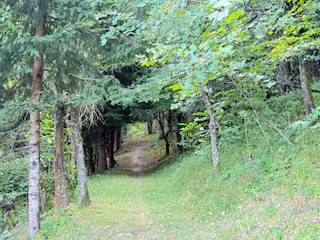 Ein Waldweg in Horná Mariková, der durch dichtes Baumwerk führt.