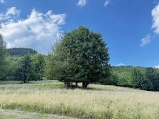 Die Wiese und die Bäume in der Umgebung der Hütte in Horna Marikova unter blauem Himmel.