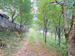 Der Waldweg führt zu einer Hütte in Horná Mariková, gesäumt von Bäumen und einem Zaun.