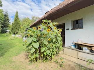 Ein Einfamilienhaus in Krivosúd-Bodovka, umgeben von Sonnenblumen und einem Rasen, in der Straße Krivosúd-Bodovka.