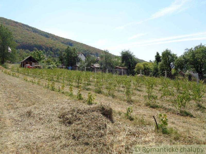 Hügelige Landschaft mit Weinbergen und Einfamilienhaus in Šiatorská Bukovinka.