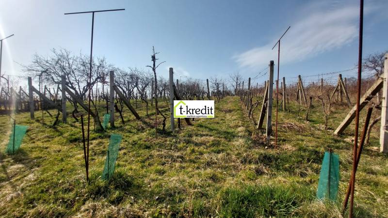 Weinberge in Zlaté Moravce mit Reihen von Reben unter blauem Himmel.