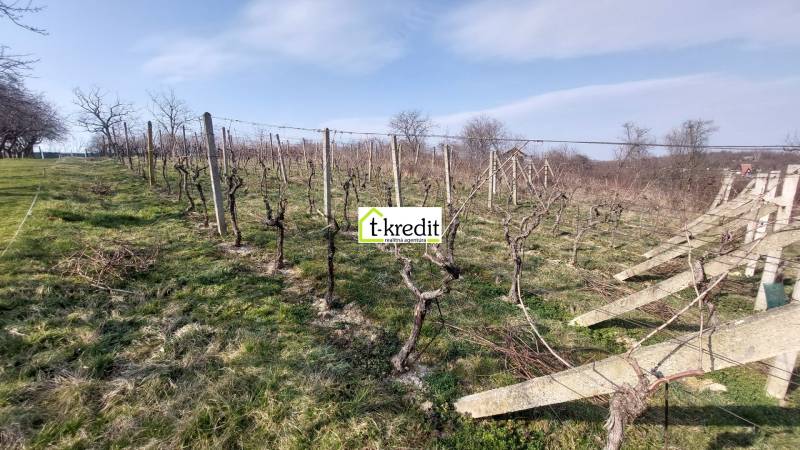 Weinberge in Zlaté Moravce mit Reben unter blauem Himmel und Bäumen im Hintergrund.