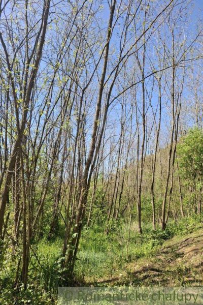 Grünflächen und Bäume in Šiatorská Bukovinka geeignet für Grundstücke - Wohnen in der Natur.