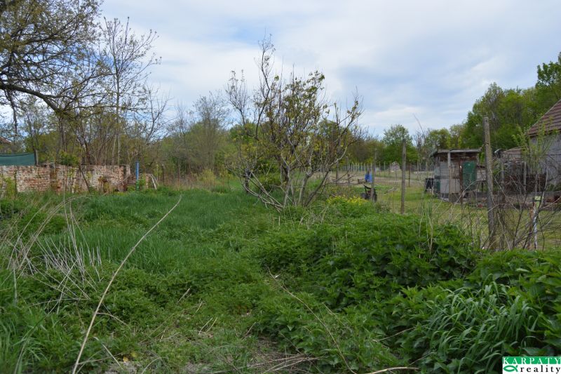 Ein Garten in einem Einfamilienhaus in Horné Saliby mit üppiger Vegetation und Bäumen.