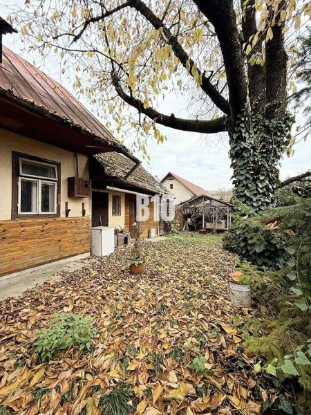 Der Hof des Einfamilienhauses in Kotešová, bedeckt mit Herbstblättern, mit einem großen Baum.