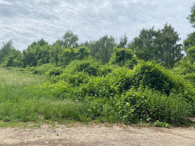 Grundstücke - Wohnen in Stupava in der Rímska-Straße, umgeben von dichter Vegetation und Gras.